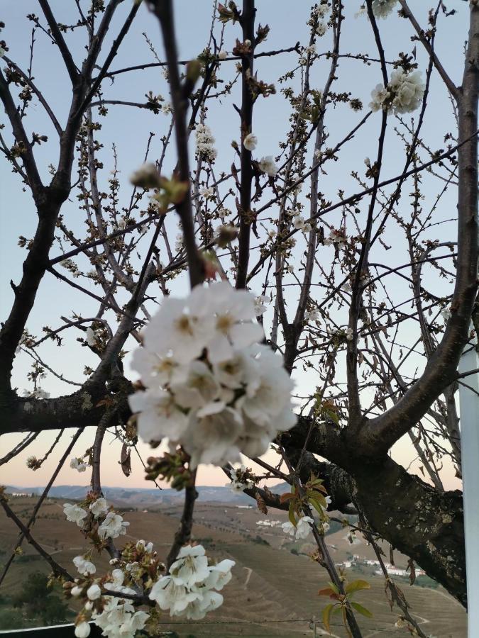 Quinta De Travassinhos- Douro Valley & Spa Santa Marta de Penaguião Zewnętrze zdjęcie